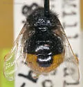 Pterodontia vix - photo 4