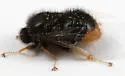 Pterodontia westwoodi - photo 2