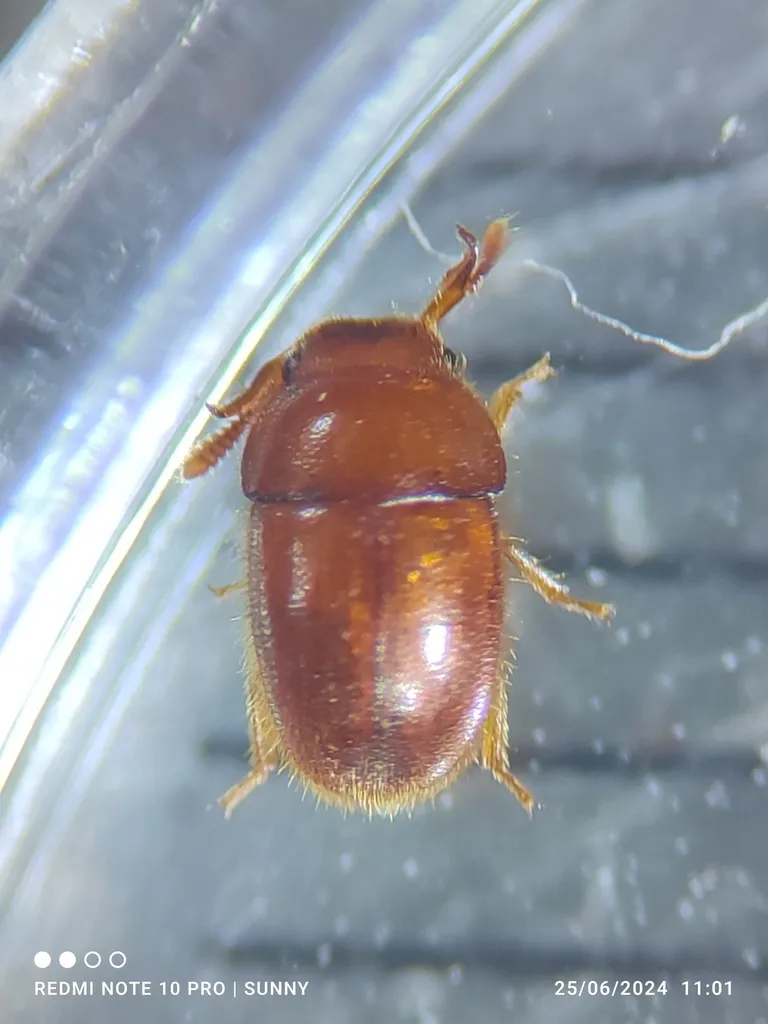 Pterogeniidae - photo 2