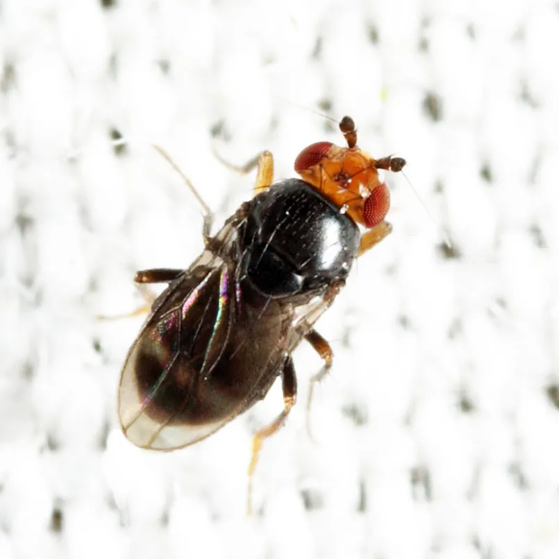 Pterogramma palliceps - photo 2