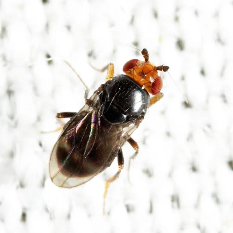 Pterogramma palliceps - photo 3