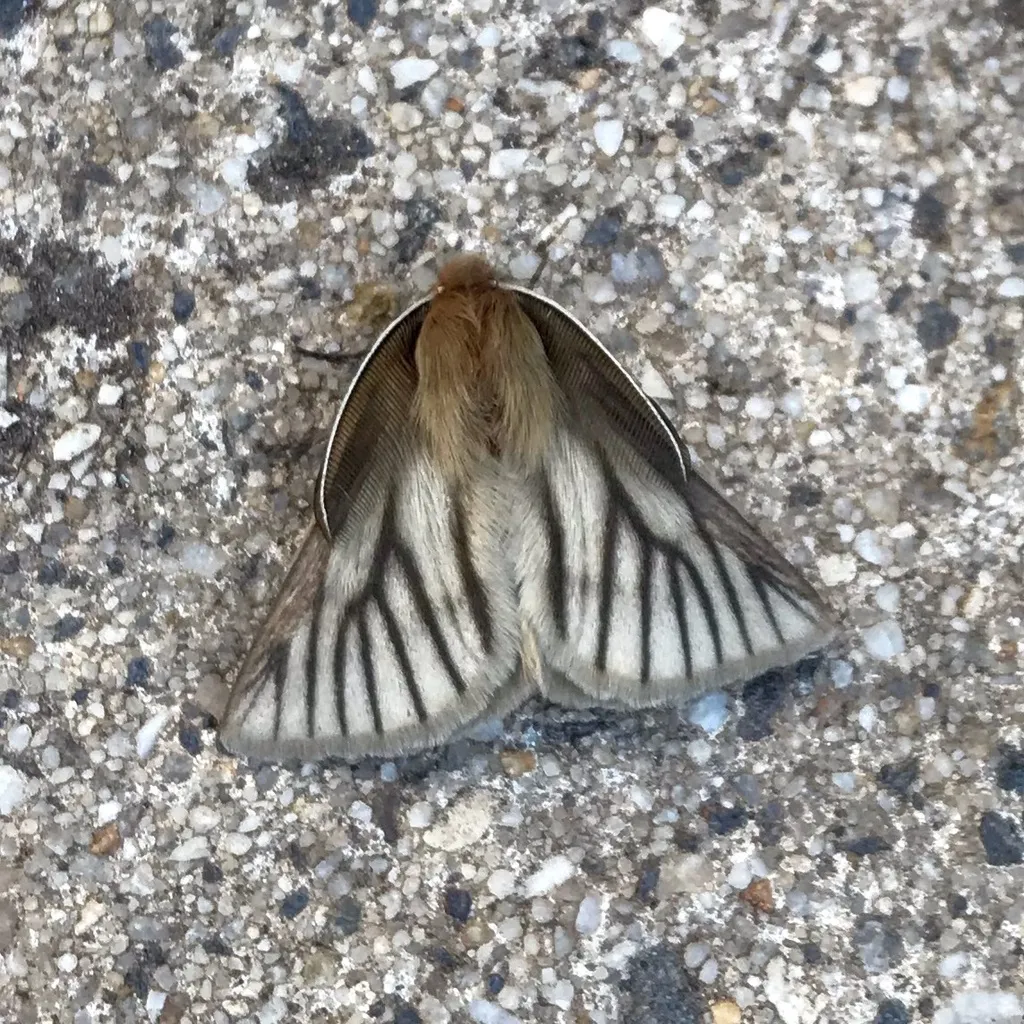 Pterolocera amplicornis - photo 2