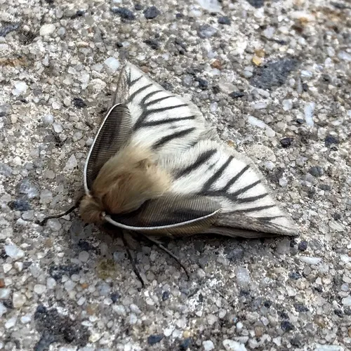 Pterolocera amplicornis - photo 5