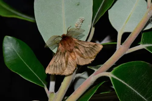 Pterolocera amplicornis - photo 6