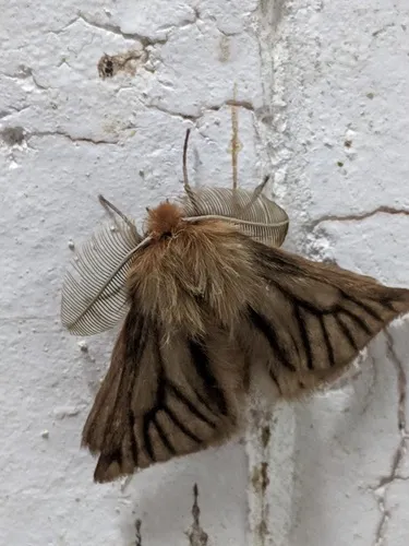 Pterolocera amplicornis - photo 8