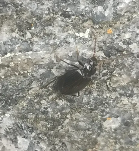 Pteroloma forsstromii