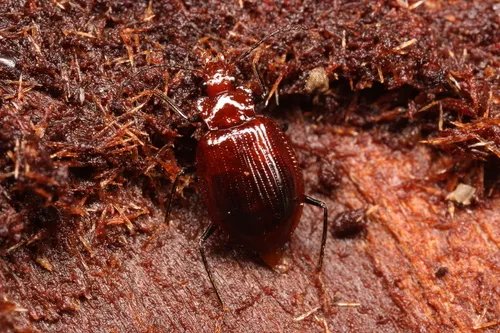 Pteroloma nigromontanum