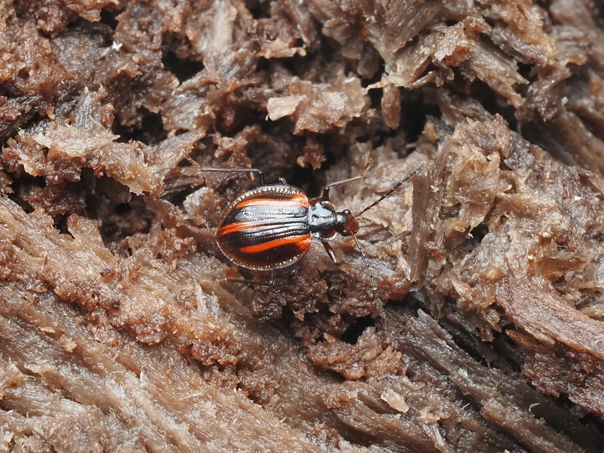 Pteroloma rufovittatum - photo 3
