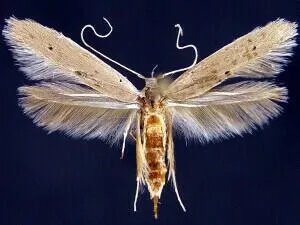 Pterolonchidae - photo 2