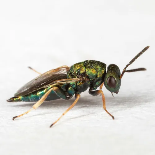 Pteromalid Wasps - photo 2