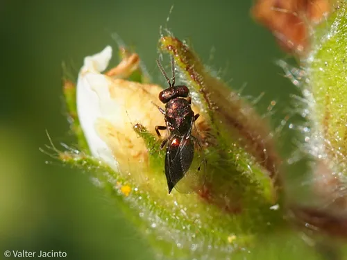 Pteromalus bedeguaris