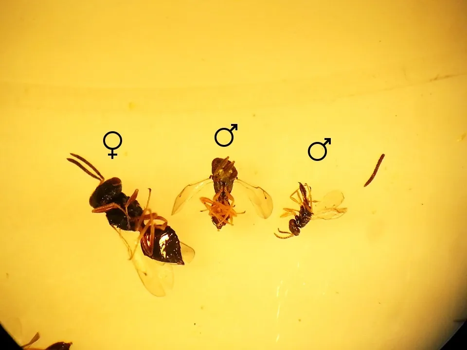 Pteromalus cassotis