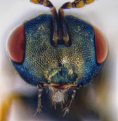 Pteromalus - photo 4