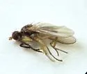Pteromicra pleuralis - Pteromicra pleuralis