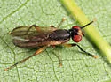Pteromicra similis