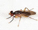 Pteromicra similis - photo 2