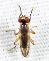 Pteromicra similis - photo 3