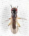 Pteromicra similis - photo 4