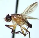 Pteromicra sphenura
