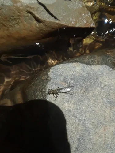 Pteronarcella badia