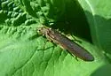 Pteronarcella regularis