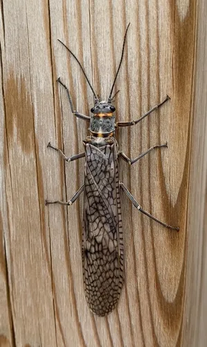 Giant Stoneflies - Pteronarcyidae