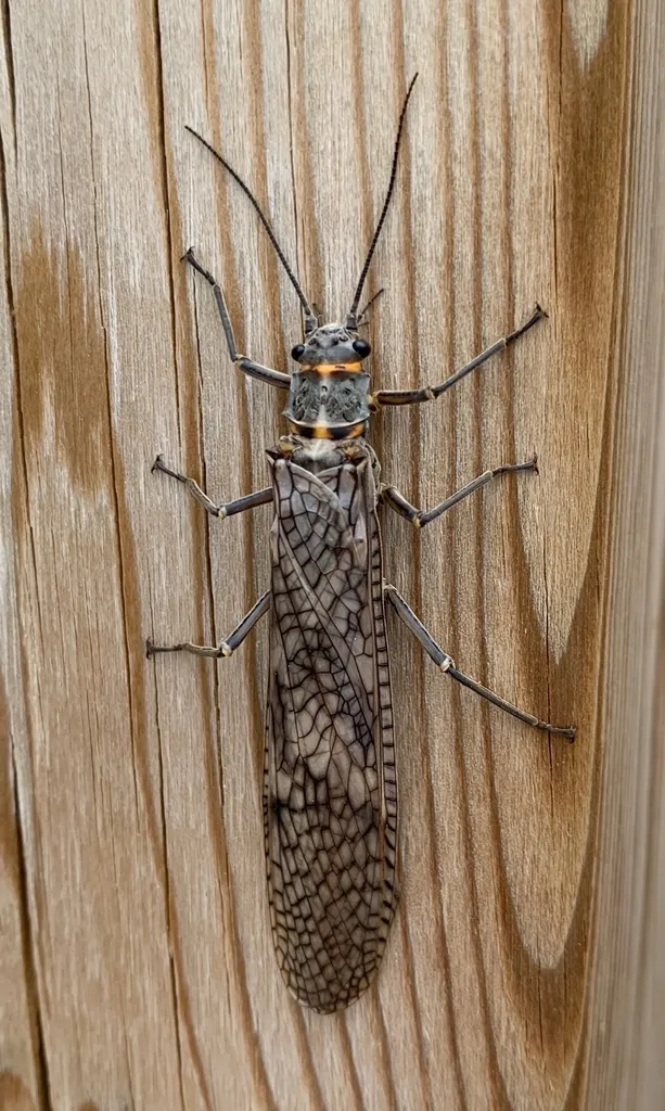 Giant Stoneflies - photo 2