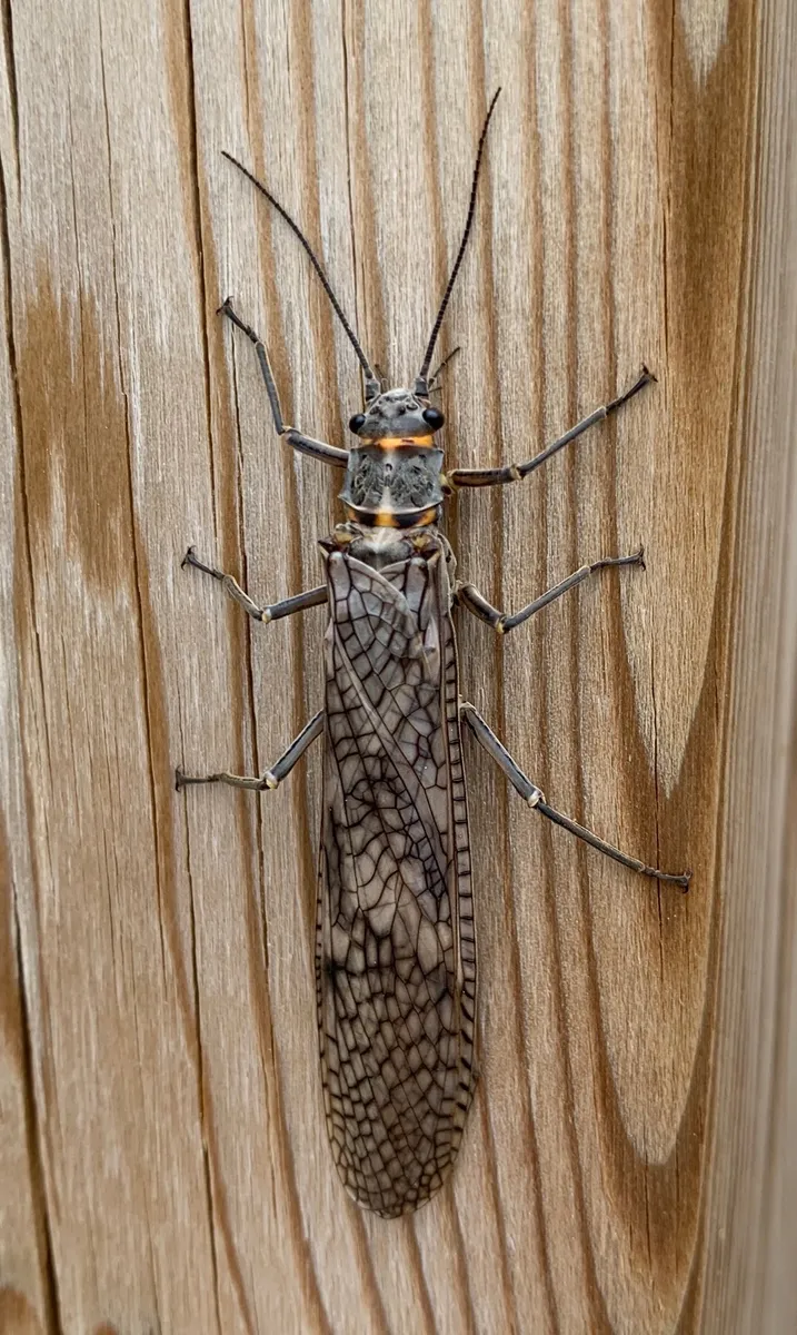 Giant Stoneflies - photo 3