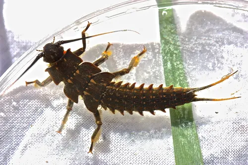 Knobbed Salmonfly