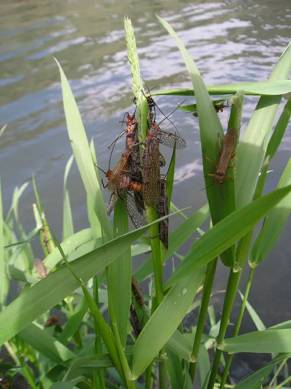 Giant Salmonfly