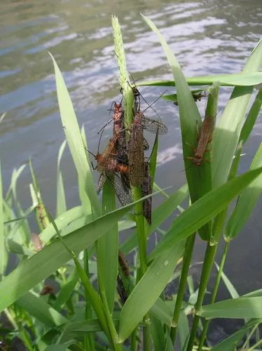 Giant Salmonfly - photo 2