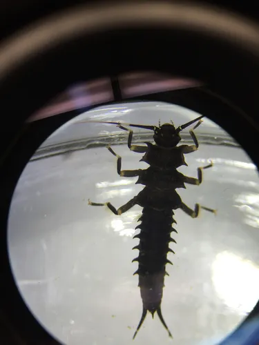 Spiny Salmonfly