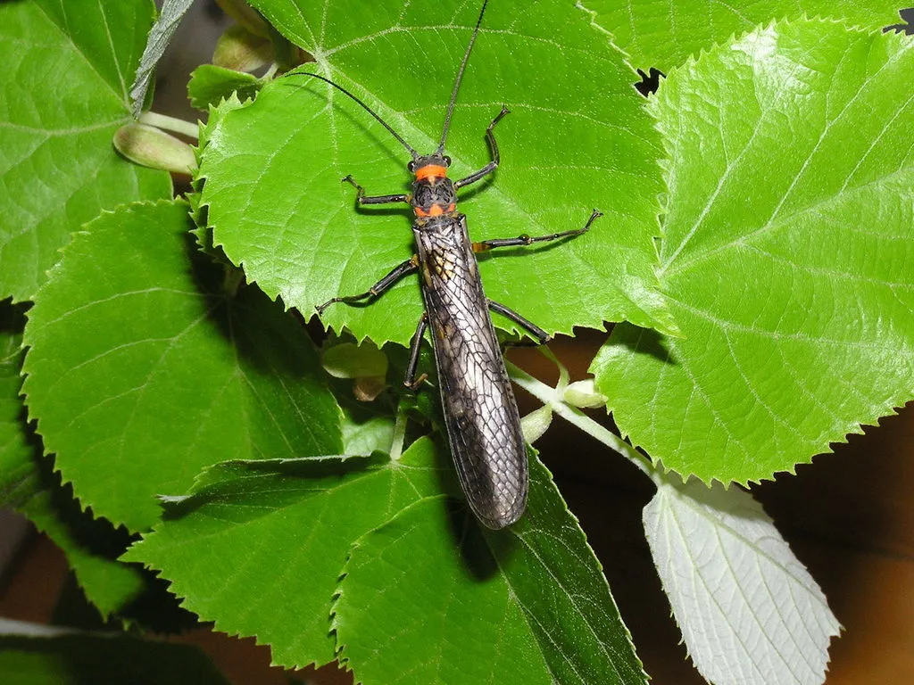 Midwestern Salmonfly - photo 2