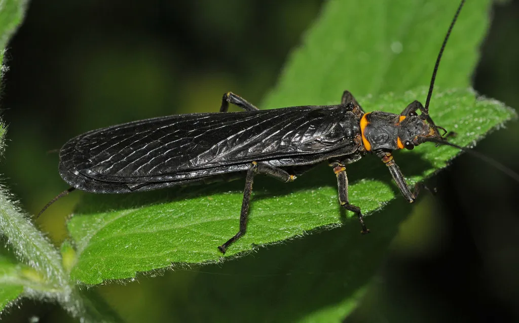Ebony Salmonfly