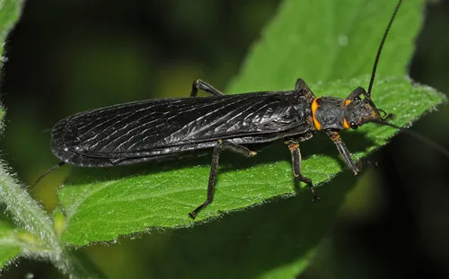 Ebony Salmonfly - photo 2