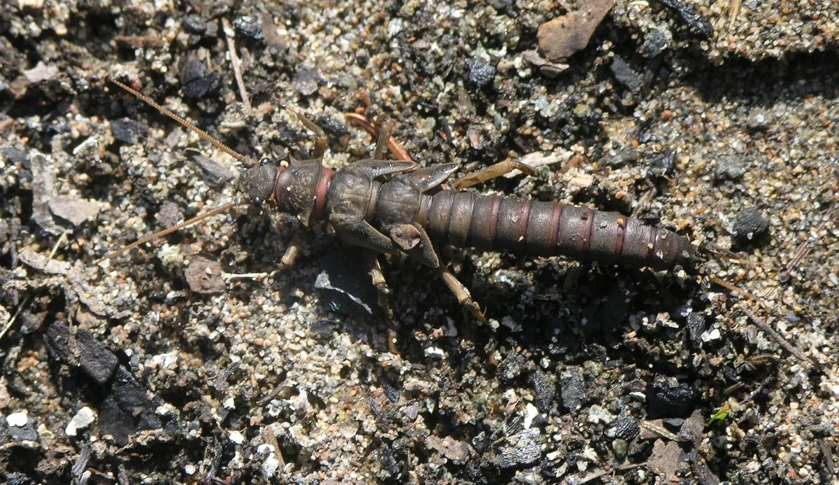 Pteronarcys reticulata - photo 2