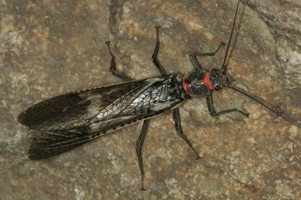 Pteronarcys sachalina - photo 3