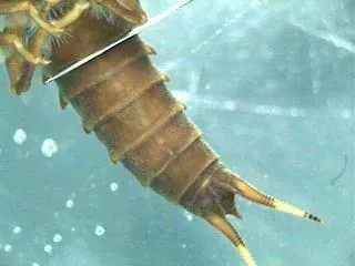 Carolina Salmonfly - photo 2
