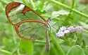 Broad-tipped Clearwing - Hodges#4617.2 - photo 2