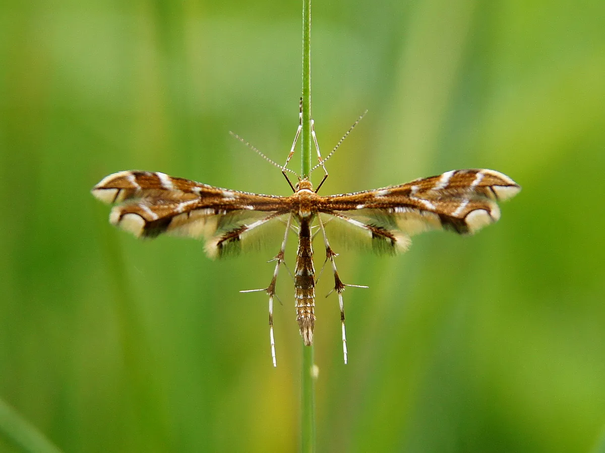Plume Moths - photo 2