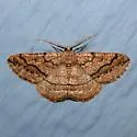 Pterospoda nigrescens - Hodges#6706