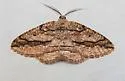 Pterospoda nigrescens - Hodges#6706 - photo 4