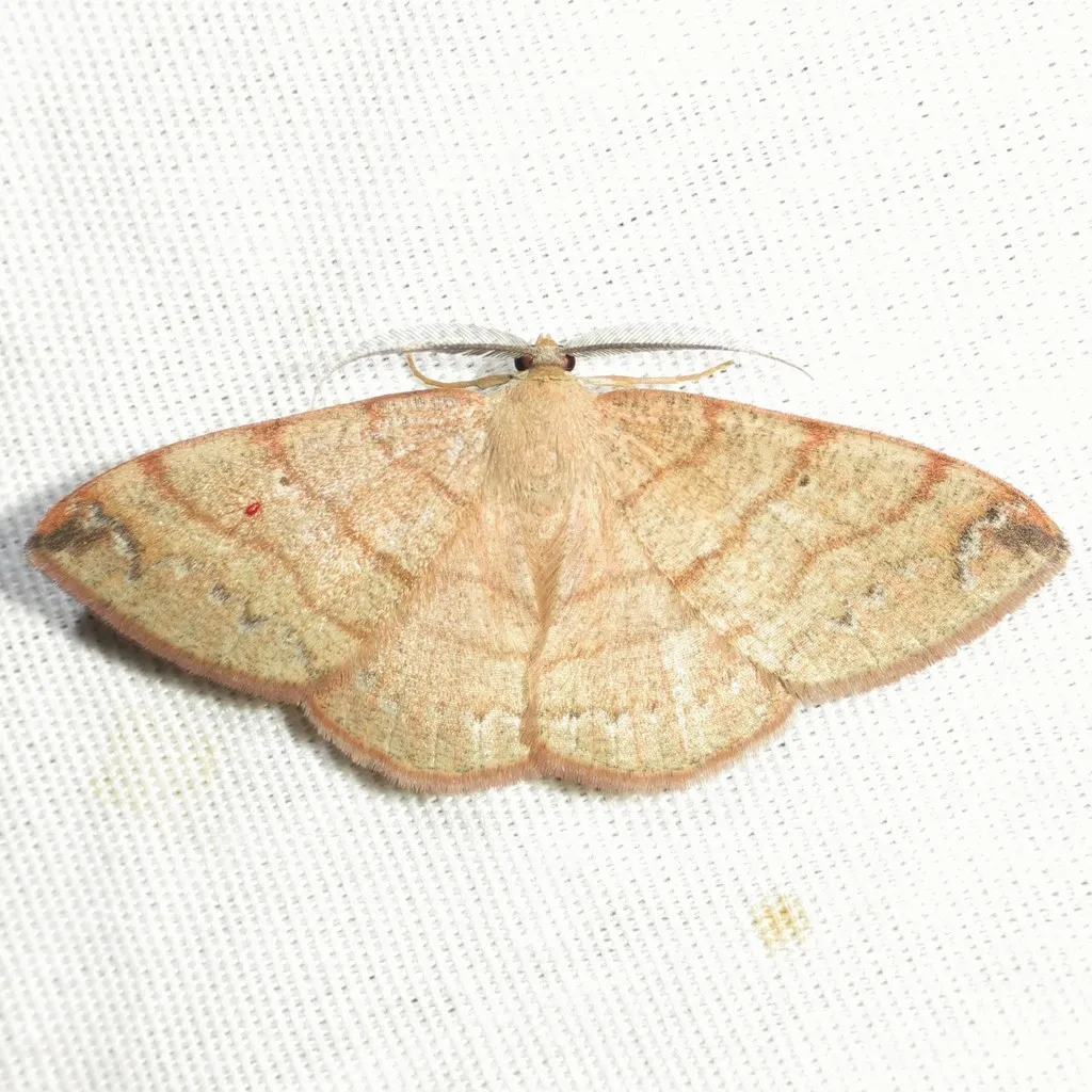 Pterospoda opuscularia - Hodges#6707 - photo 2