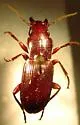 Pterostichus acutipes - photo 3