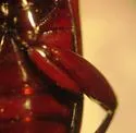 Pterostichus acutipes - photo 4