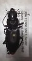 Pterostichus acutipes - photo 5