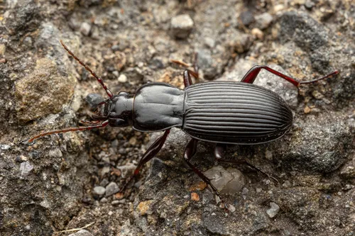 Pterostichus adoxus