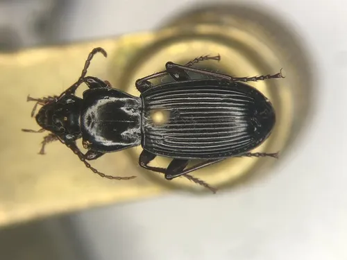 Pterostichus adoxus - photo 2