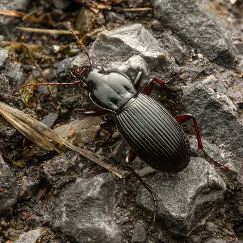 Pterostichus adoxus - photo 3