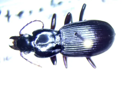 Pterostichus adoxus - photo 5